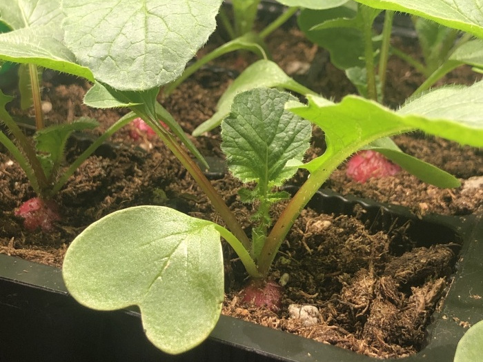 Зима - не время для скуки. Мой первый огород на подоконнике