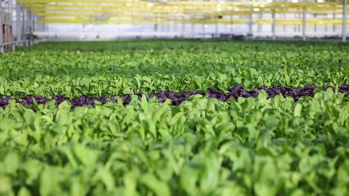    Агрокомплекс   Канал «ДЕМЕШИН»