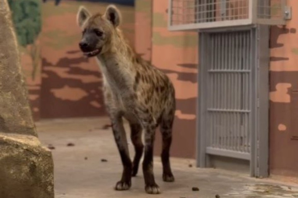    Пятнистые гиены - как и другие новоселы - впервые появились в Пермском зоопарке. Фото: скрин с видео т-г канал Пермский зоопарк.