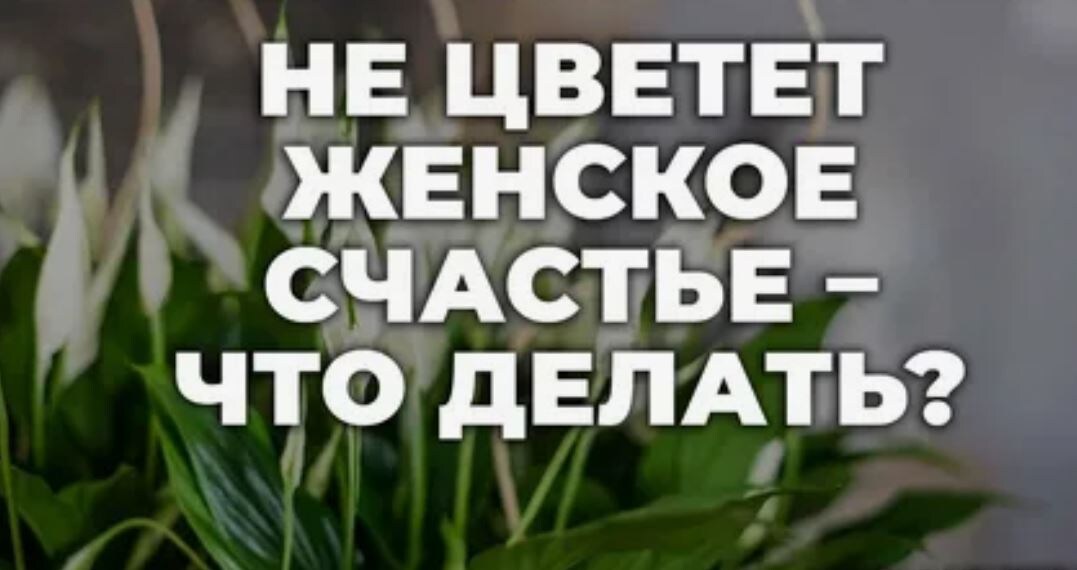 Глядя на цветок спатифиллума ясно понимаешь - в чем именно заключается женское счастье...