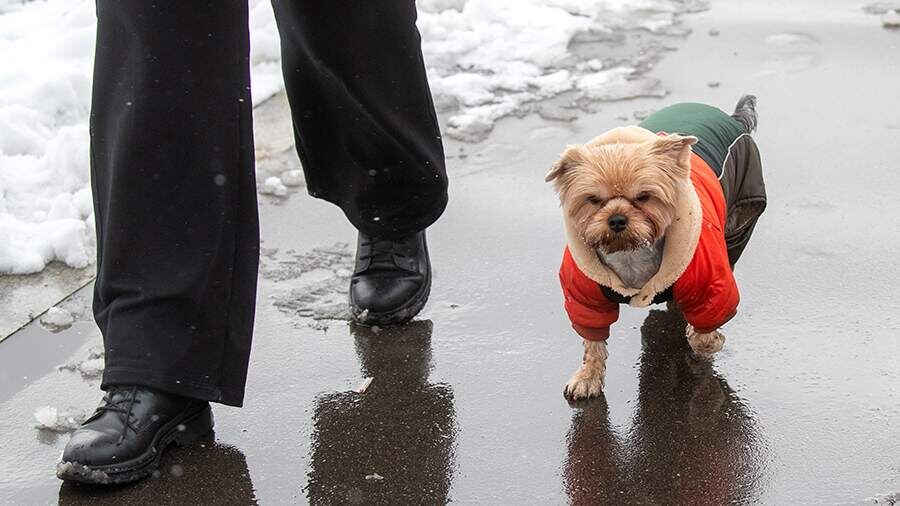    Фото: ИЗВЕСТИЯ/Эдуард Корниенко