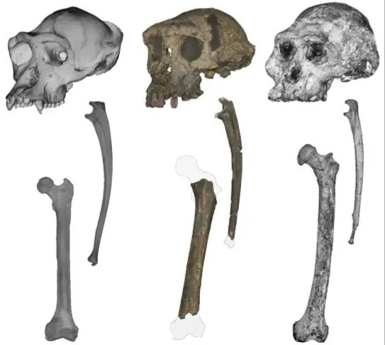 Череп, локтевая кость и бедренная кость (слева направо): шимпанзе, сахелантроп и австралопитек. Фото: Скотт Уильямс/Нью-Йоркский университет и Джейсон Хитон/Университет Алабамы в Бирмингеме.