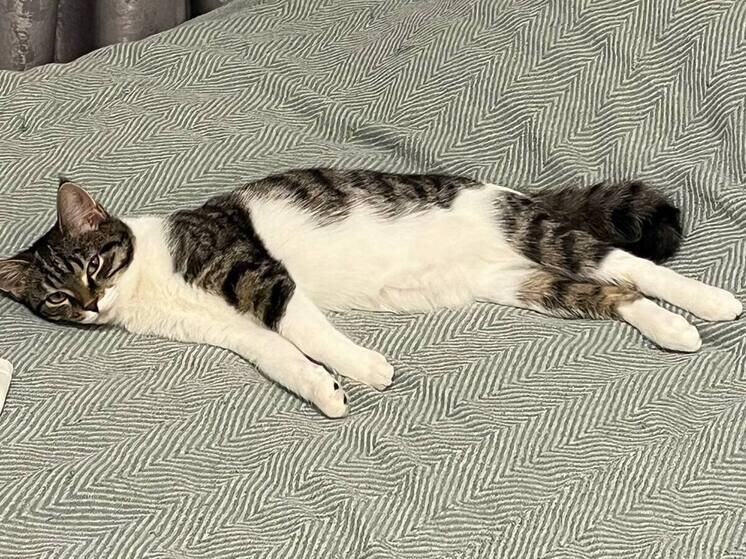     Шприцом без иголки следует влить животному в пасть вазелиновое масло. Фото: Архив МК в Великом Новгороде