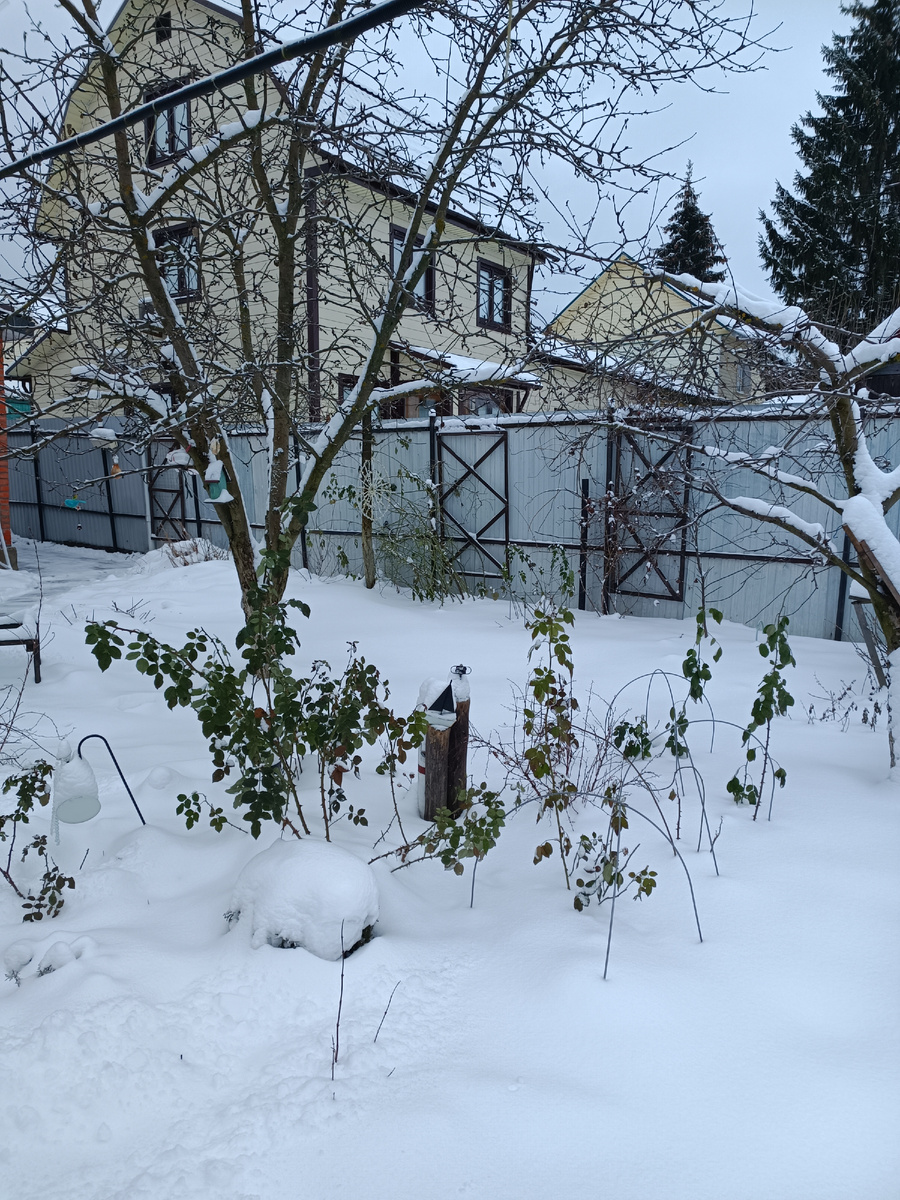 Начало января. Сугробы и розы