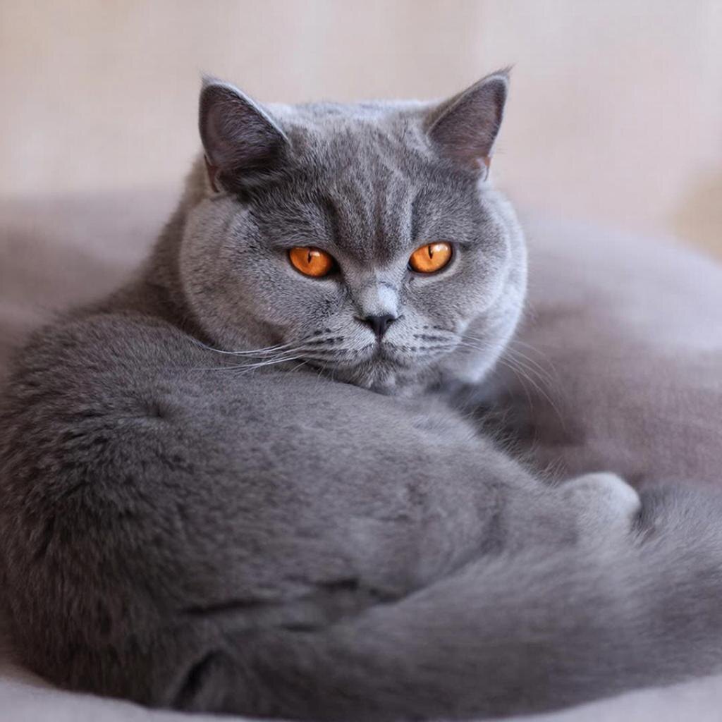 "— Глу-у-упый, глупый человек..."