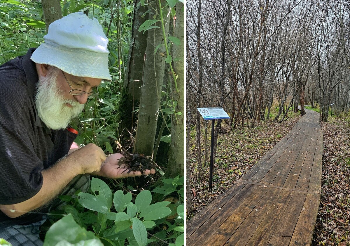 Ботаник Андрей Чхобадзе, преподаватель ВоГУ, проводит исследование крохинской флоры. Таблички о крохинских растениях, установленные вдоль пешеходных дорожек