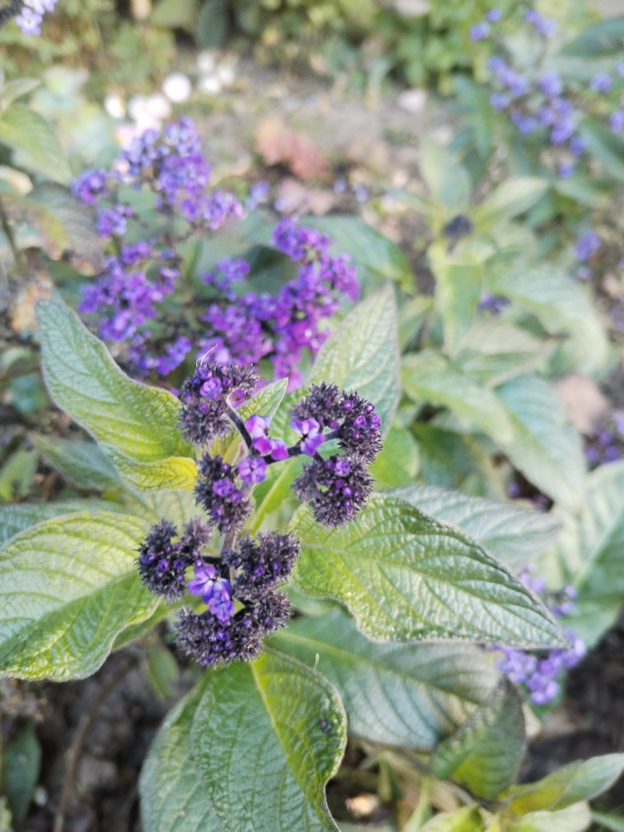 Гелиотроп в сентябре 