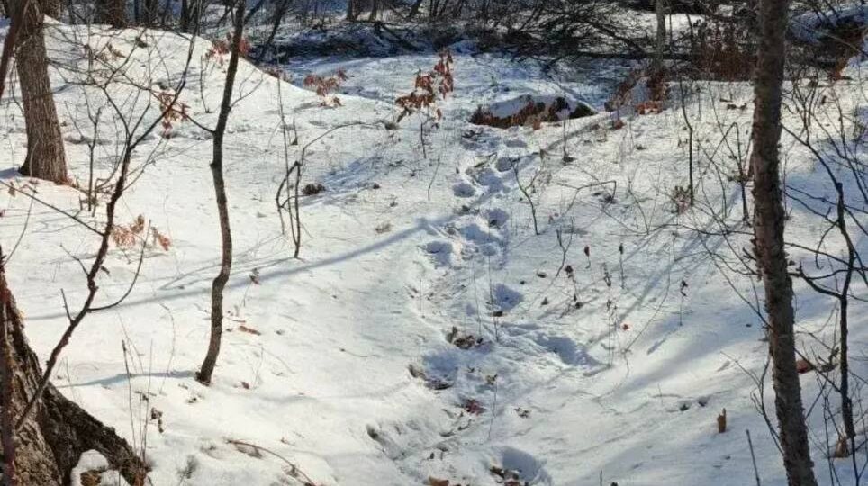 🐅В Дальнегорском городском округе Приморья проводятся мероприятия в отношении «конфликтного тигра