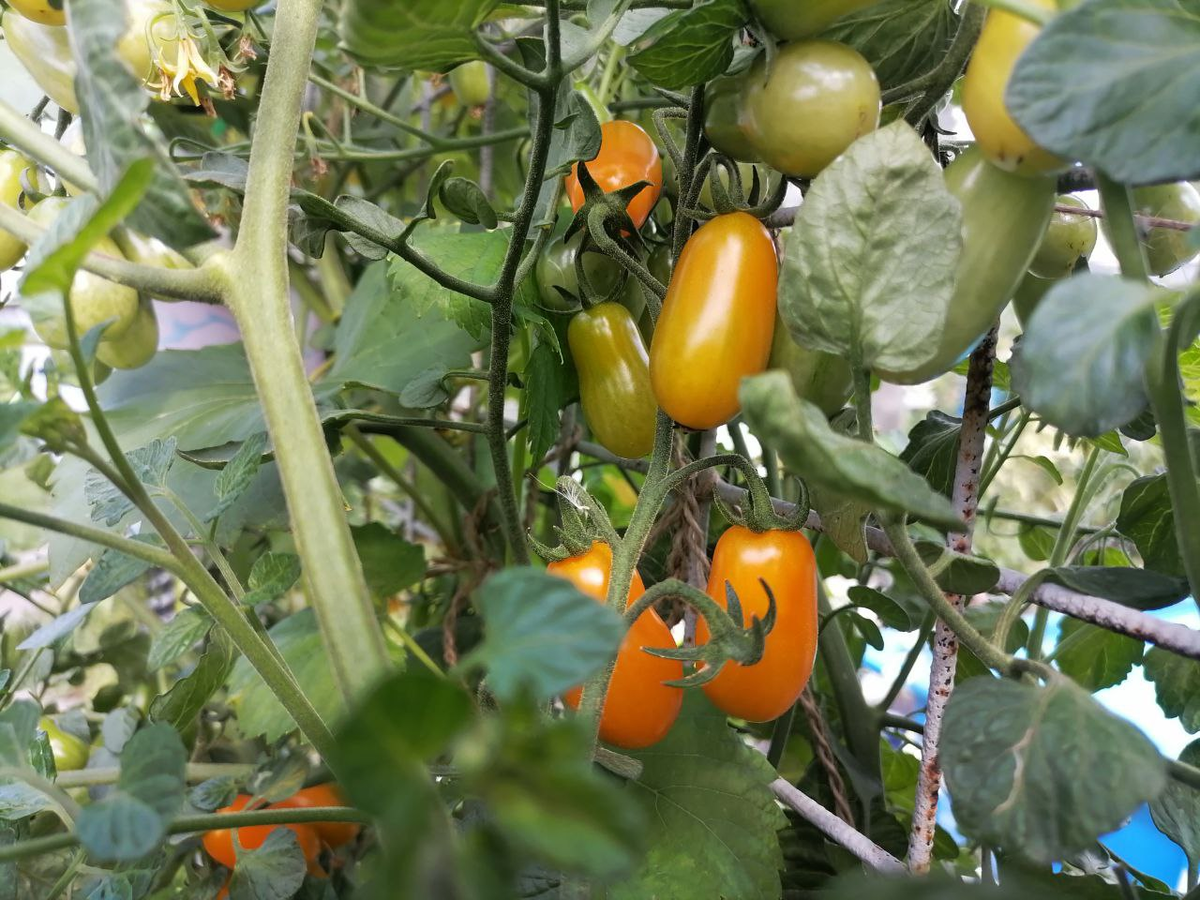 Черри Оранжевый фонтан, фото автора