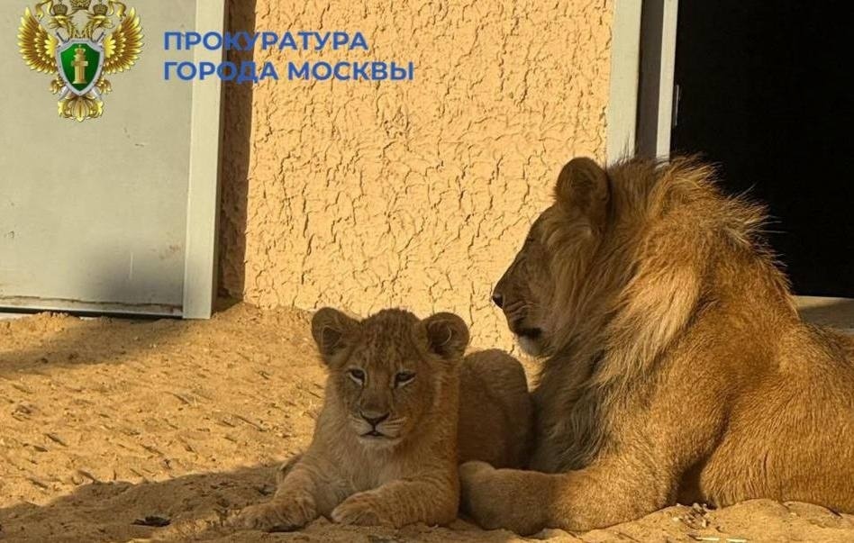 Официальный Telegram-канал прокуратуры Москвы