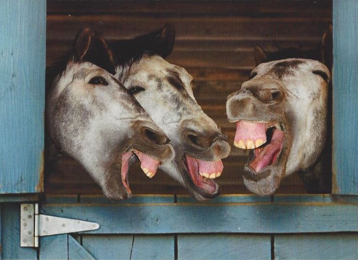 5 необычных фактов про лошадь: То, чего вы не знали о символе наступившего года