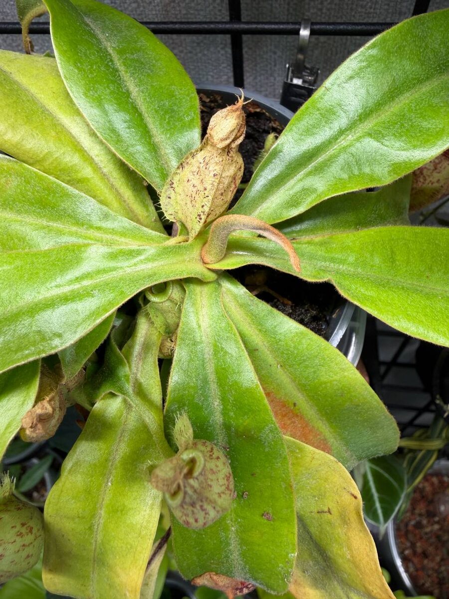 Жертва праздников жива