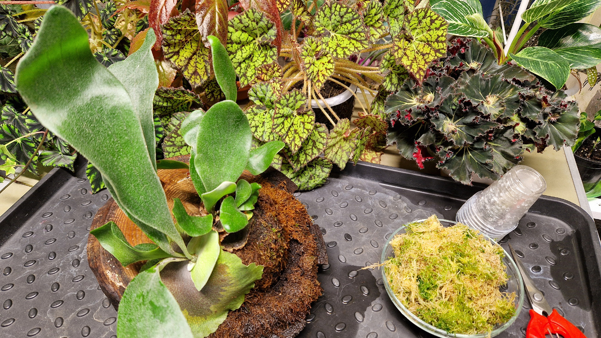 Папоротник Платицериум гранде 