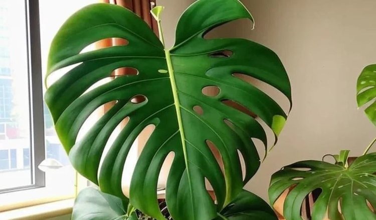 Овсяная вода: полезная подкормка для комнатных растений от Года Лошади