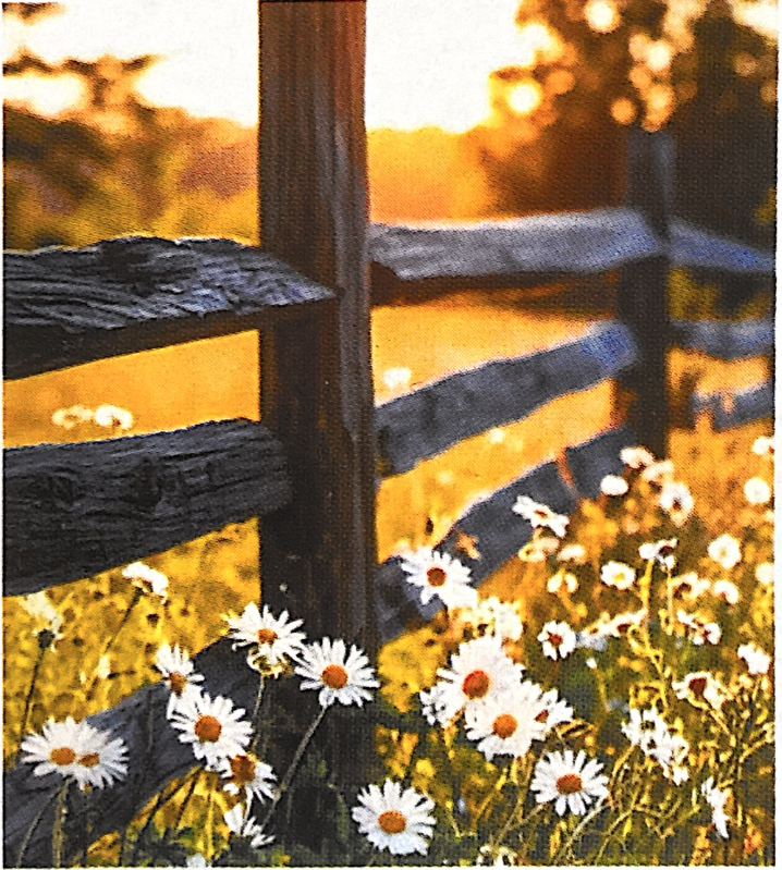 Визитка автора канала Дача в Ромашково, надеюсь она не будет против