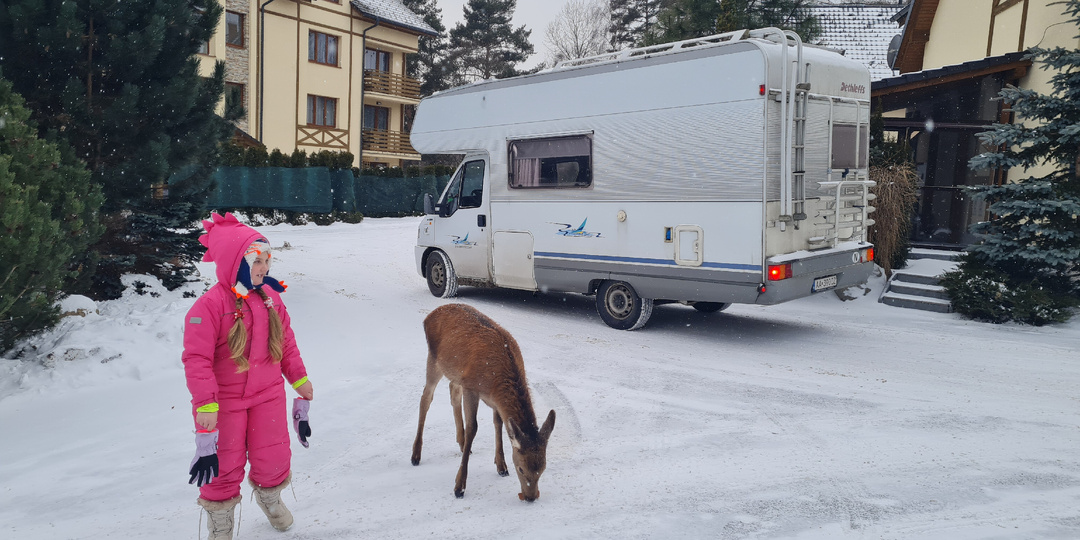 Олени в Татрах