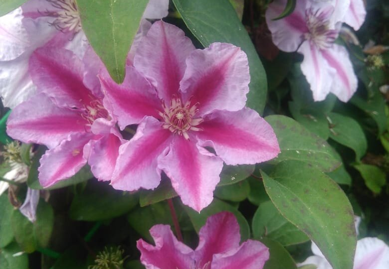 Как вырастить красивый клематис. Основные моменты, от которых много зависит