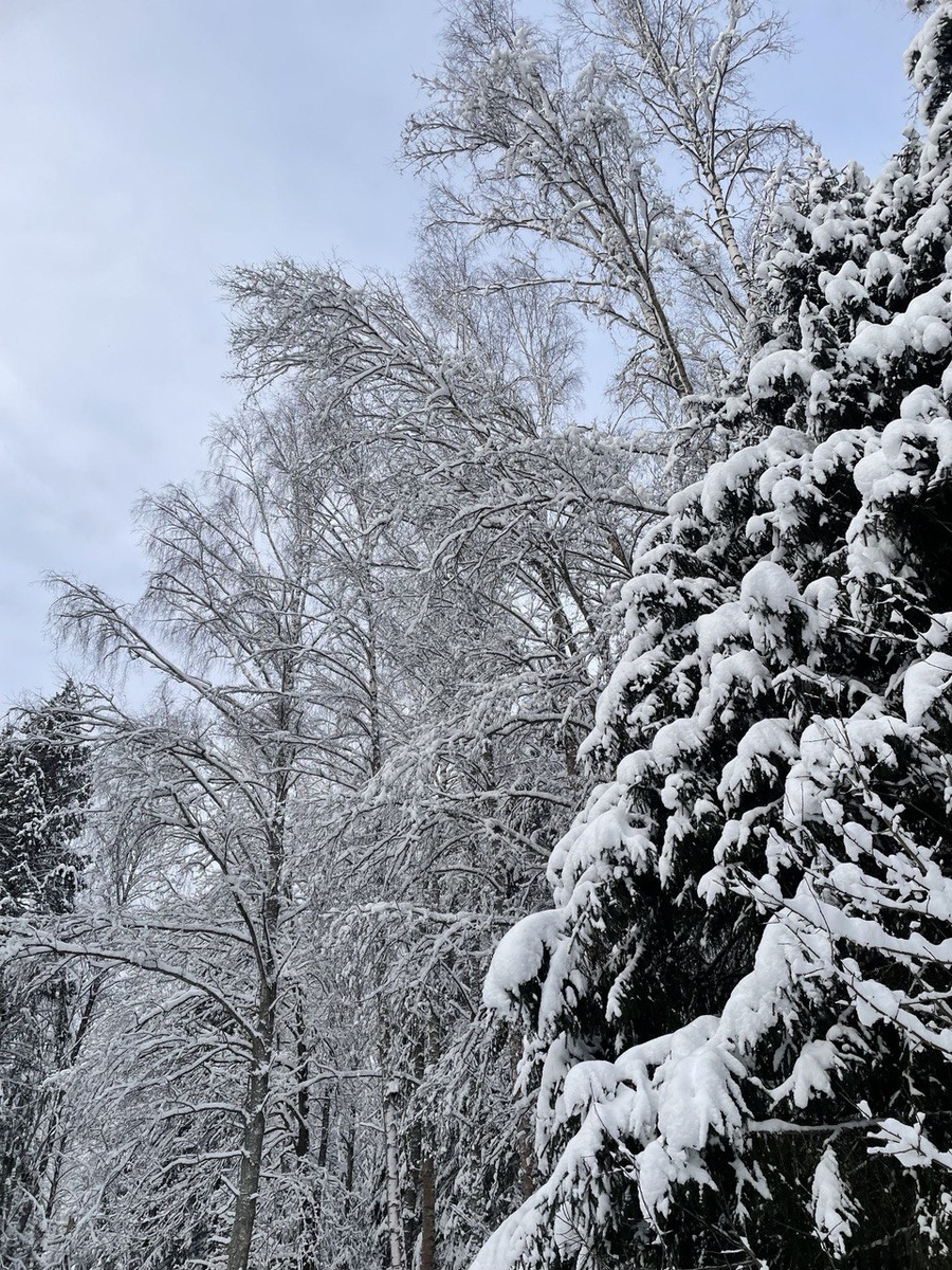 Зимний лес. Фото Татьяны Федотовой.