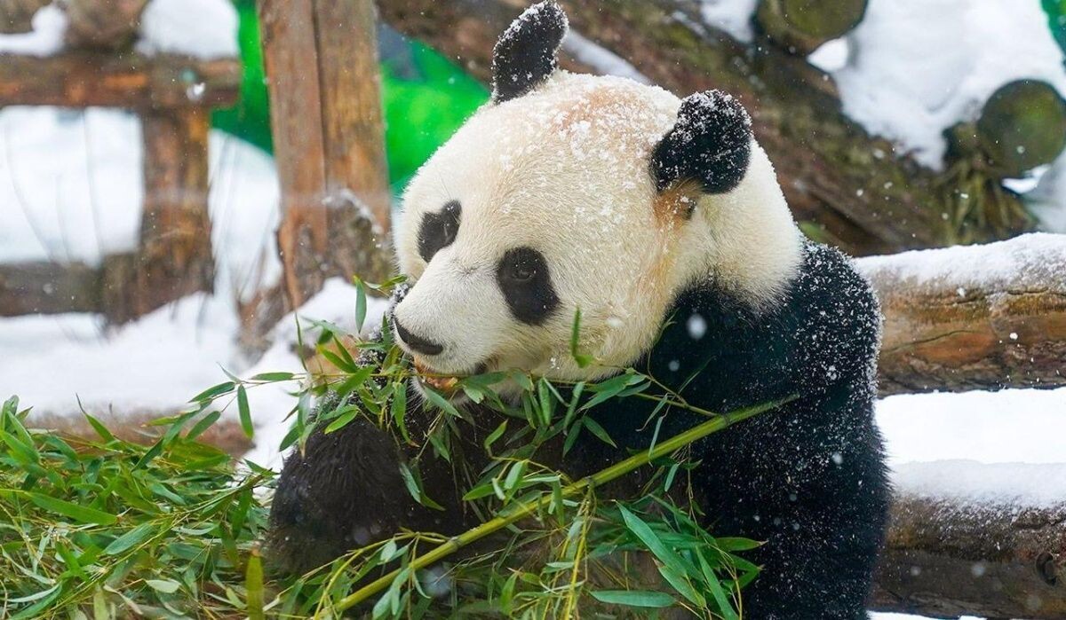     Панда. Источник: mos ru Автор фото: Пресс-служба Мэра и Правительства Москвы