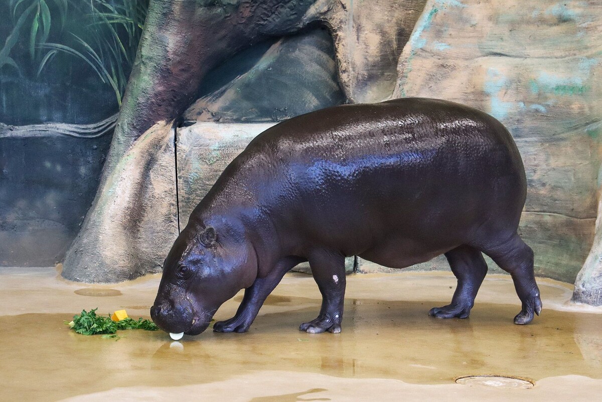    Как зимуют обитатели Московского зоопарка: тропинки для манула и торт для мишек