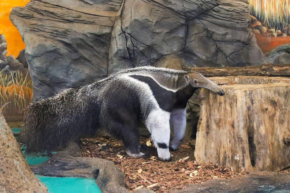    Как зимуют обитатели Московского зоопарка: тропинки для манула и торт для мишек