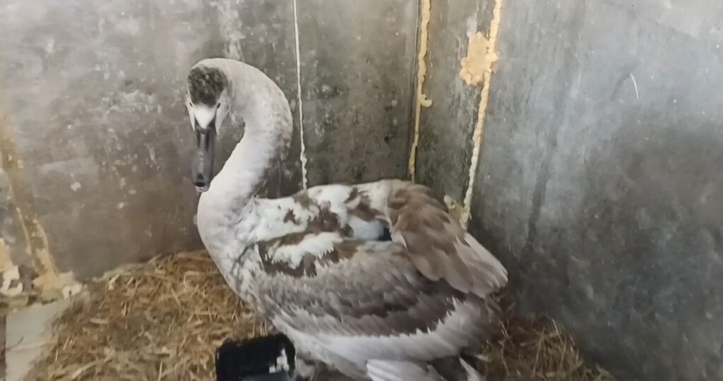 Под Велижем маленький лебедёнок вышел к людям за помощью