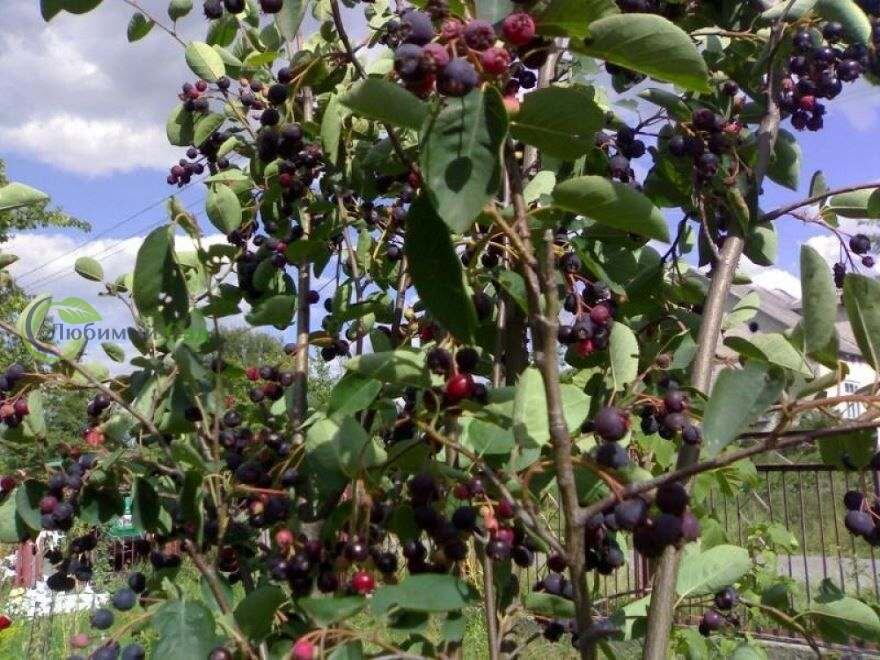 Дерево ирги канадской