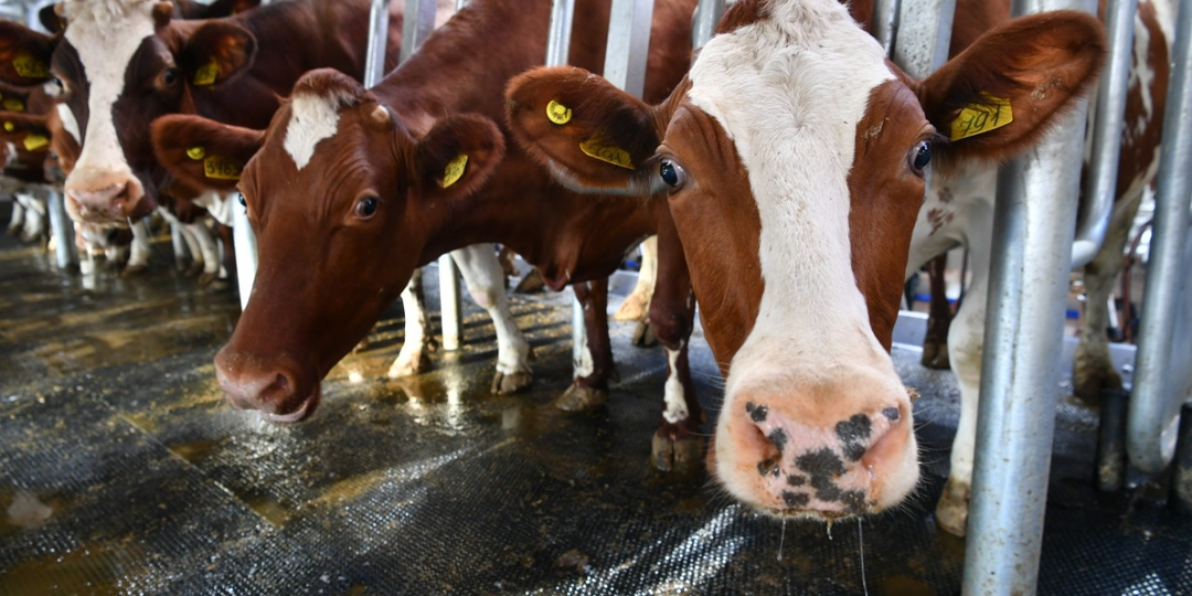 Производство молока в Карелии увеличилось на 11%