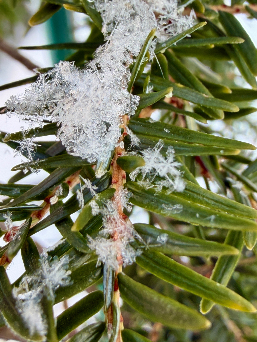 Tsuga canadensis Pendula