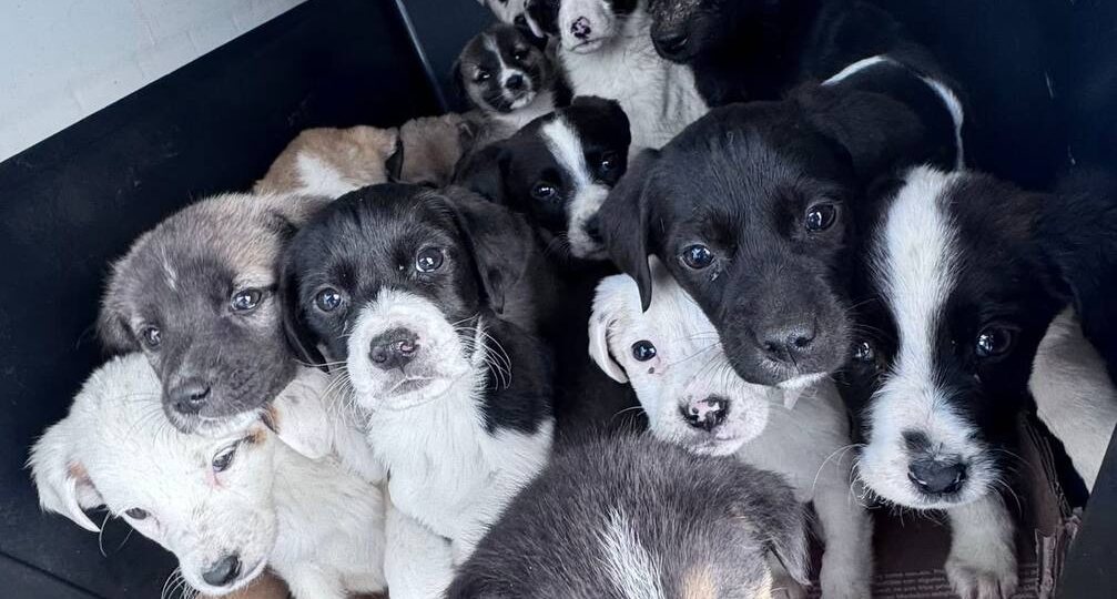 32 щенка и одна собака обрели новый дом в Шида Картли