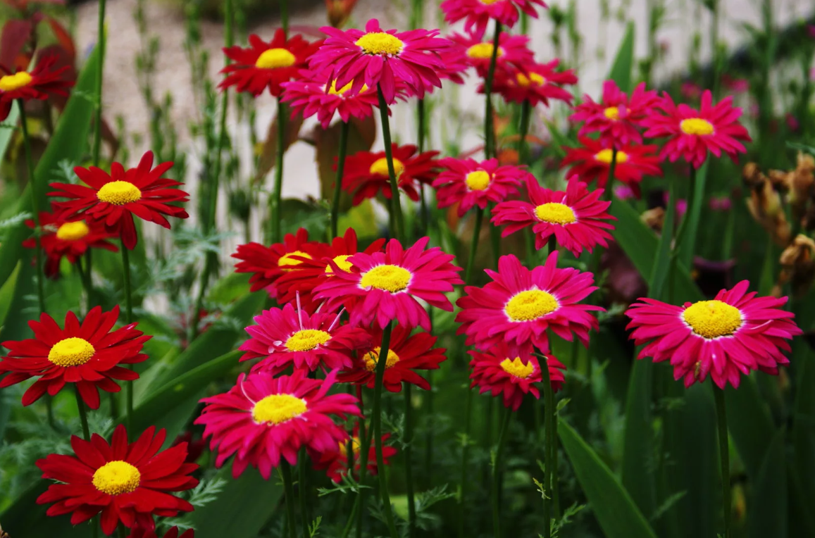 Пиретрум → листай 