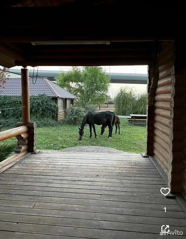    На фото в объявлении показаны довольные ухоженные гнедые, вороные и серые лошади   Сайт объявлений