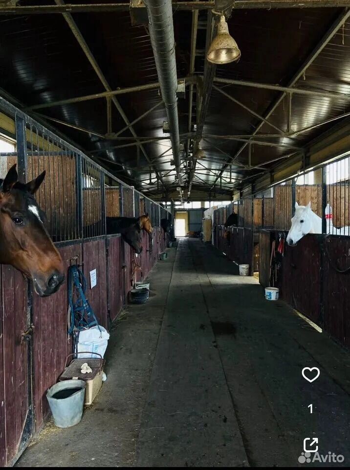    На фото в объявлении показаны довольные ухоженные гнедые, вороные и серые лошади   Сайт объявлений