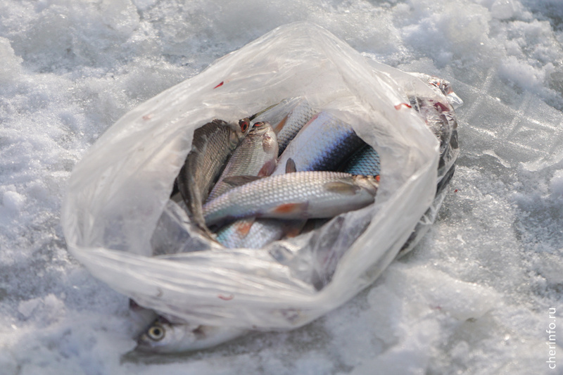    Запрет на выход на лед Шексны спасатели снимают с 4 января.