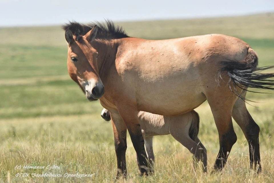    Фото: Заповедники Оренбуржья