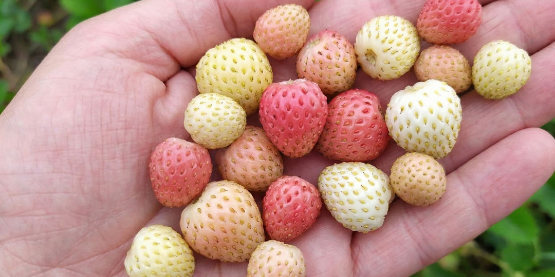 Лучшие сорта «разноцветной» земляники и их особенности