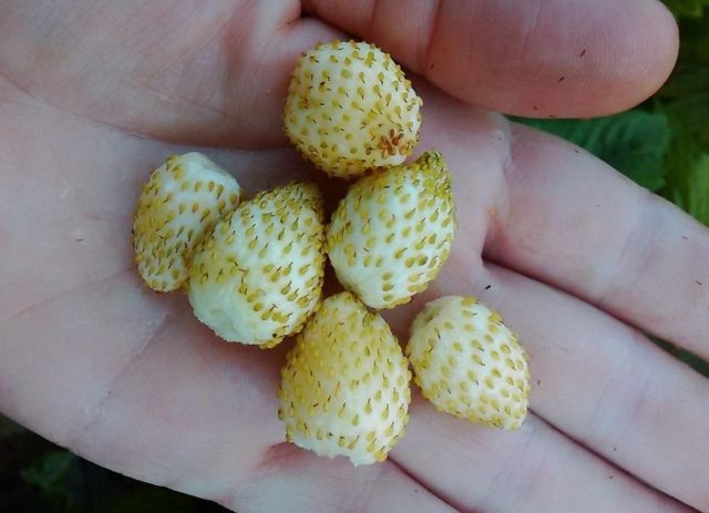 Золотой десерт. Урожайная ремонтантная мелкоплодная земляника с золотисто-жёлтыми ягодами. Плодоносит до самых морозов, радуя сладким вкусом, насыщенным ароматом и лёгкими нотками актинидии. © otzovik  📷
