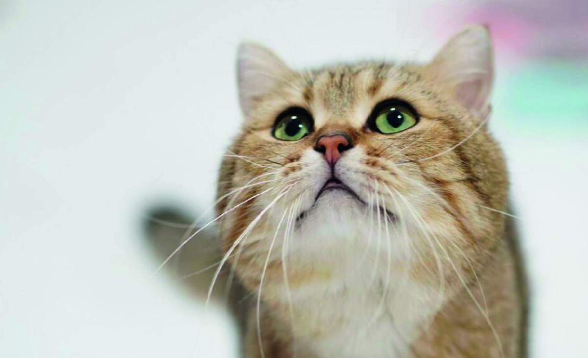 Фото: Vecteezy.com, wannapa manosri.