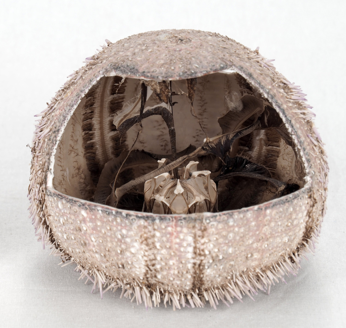 Морской еж из коллекции Зоомузея. В центре виден белый Аристотелев фонарь.