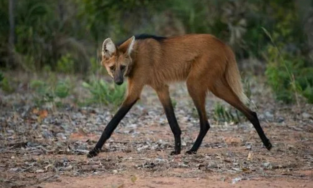 Это - гривистый волк, хотя он не волк, а нечто среднее между волками и лисами... Вроде так) 