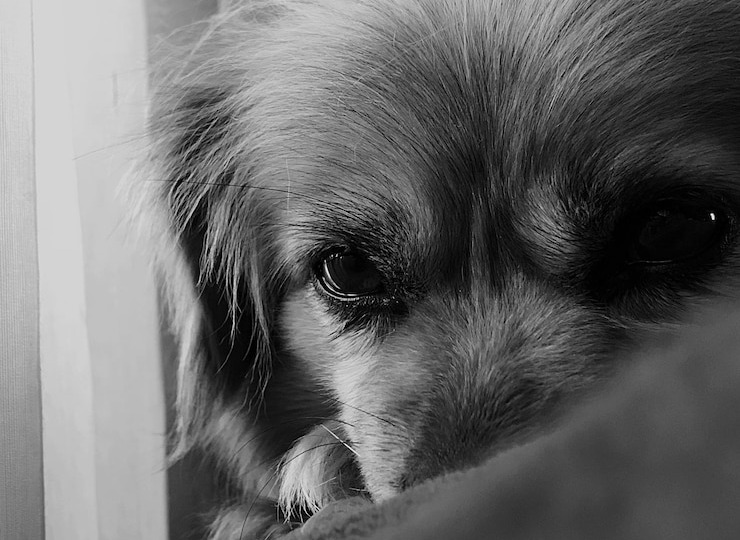 Моя собака перестала носиться — я чуть не упустила серьёзную болезнь