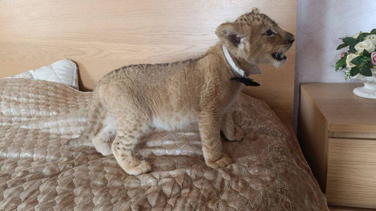    Фото: прокуратура Москвы