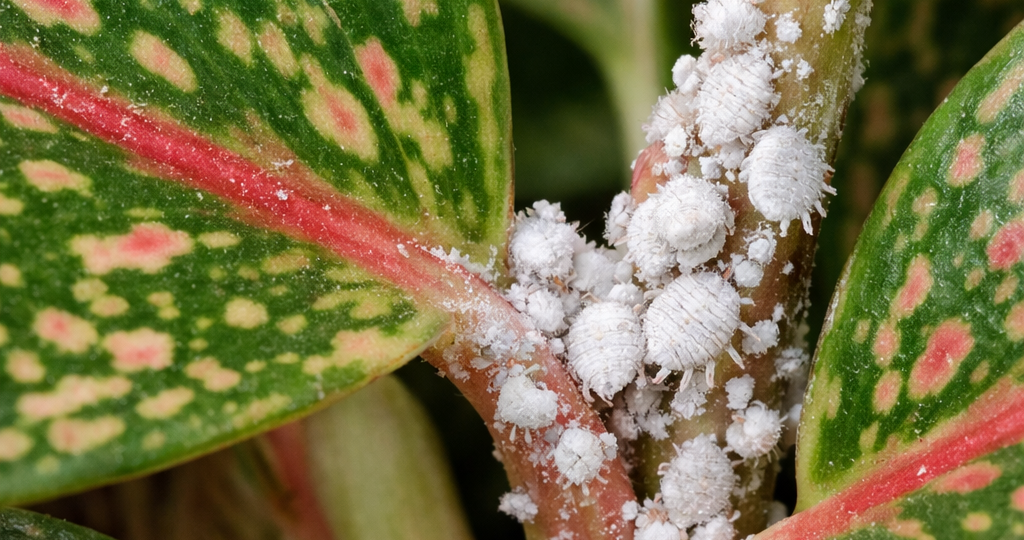 На аглонеме щитовка, гниль, мучнистый червец? Чем лечить