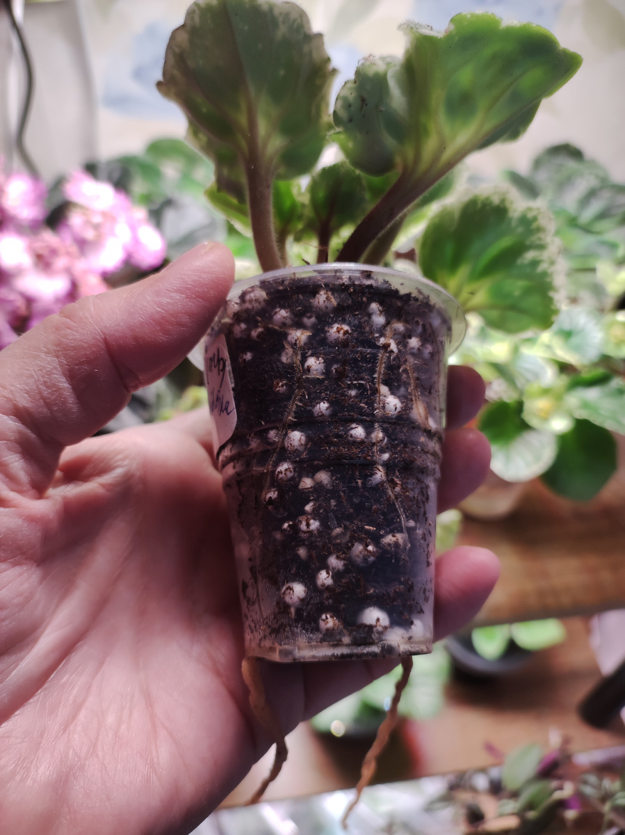 Корневая система в " Агробалт - Н"