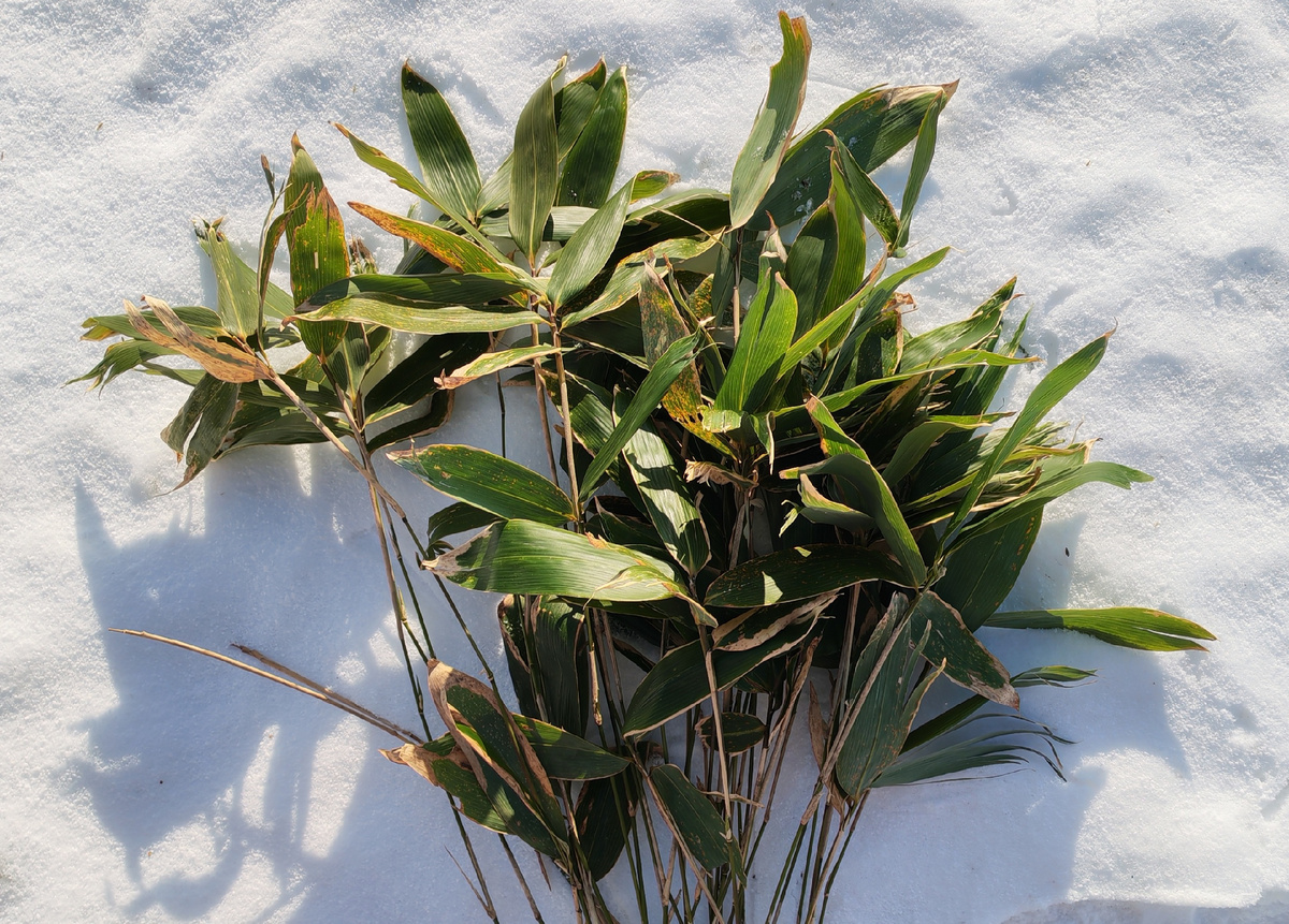 Вот так он выглядит — много листьев и тонкие короткие стебелечки. 