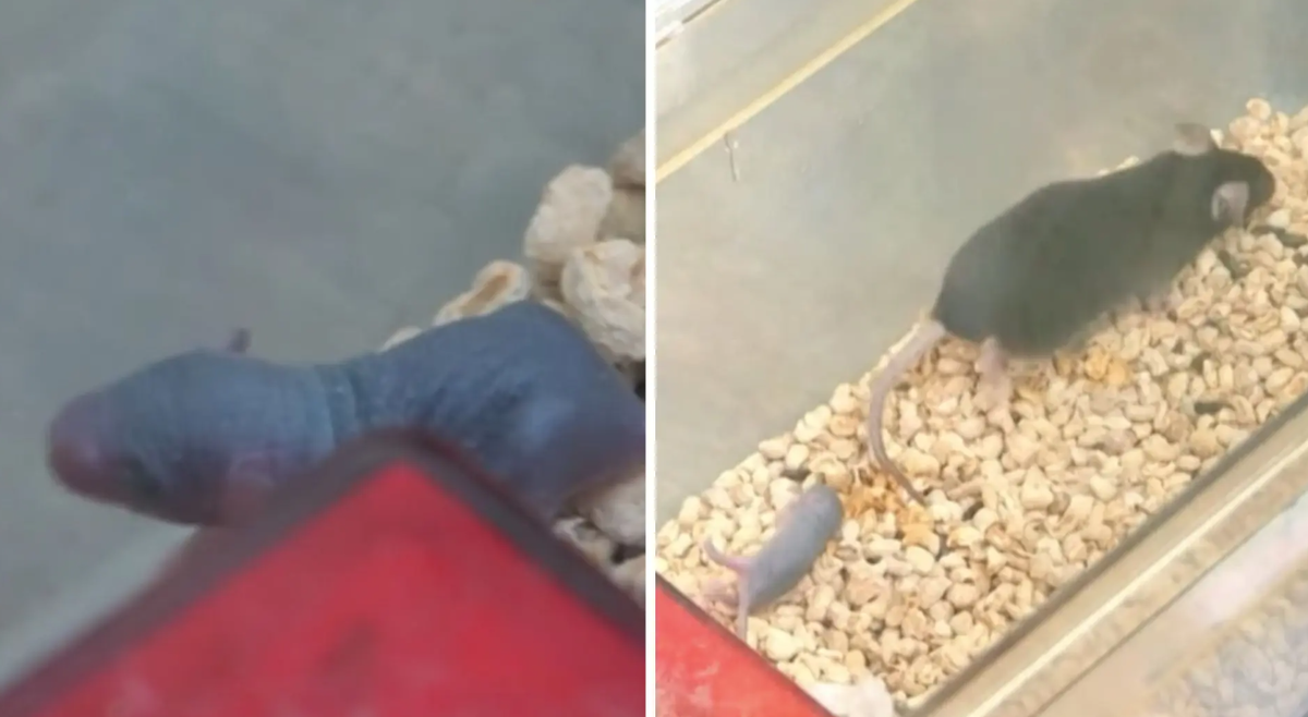    Детеныши развиваются нормально