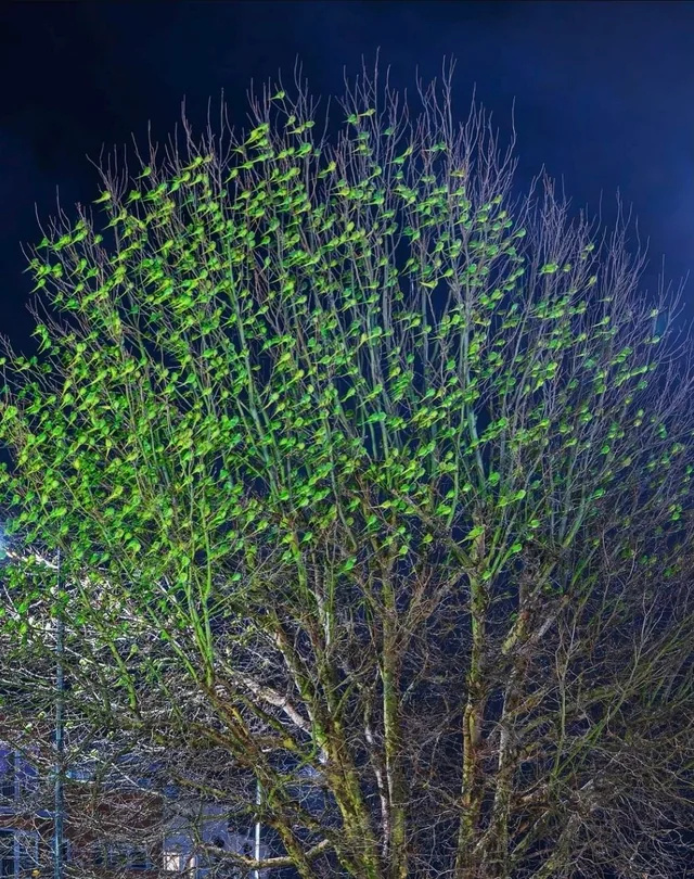 В Британии настолько тепло, что деревья остаются зелёными даже в ноябре!