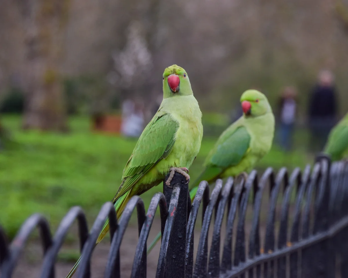 Лондон — из зе кепитал оф попугай Британ!