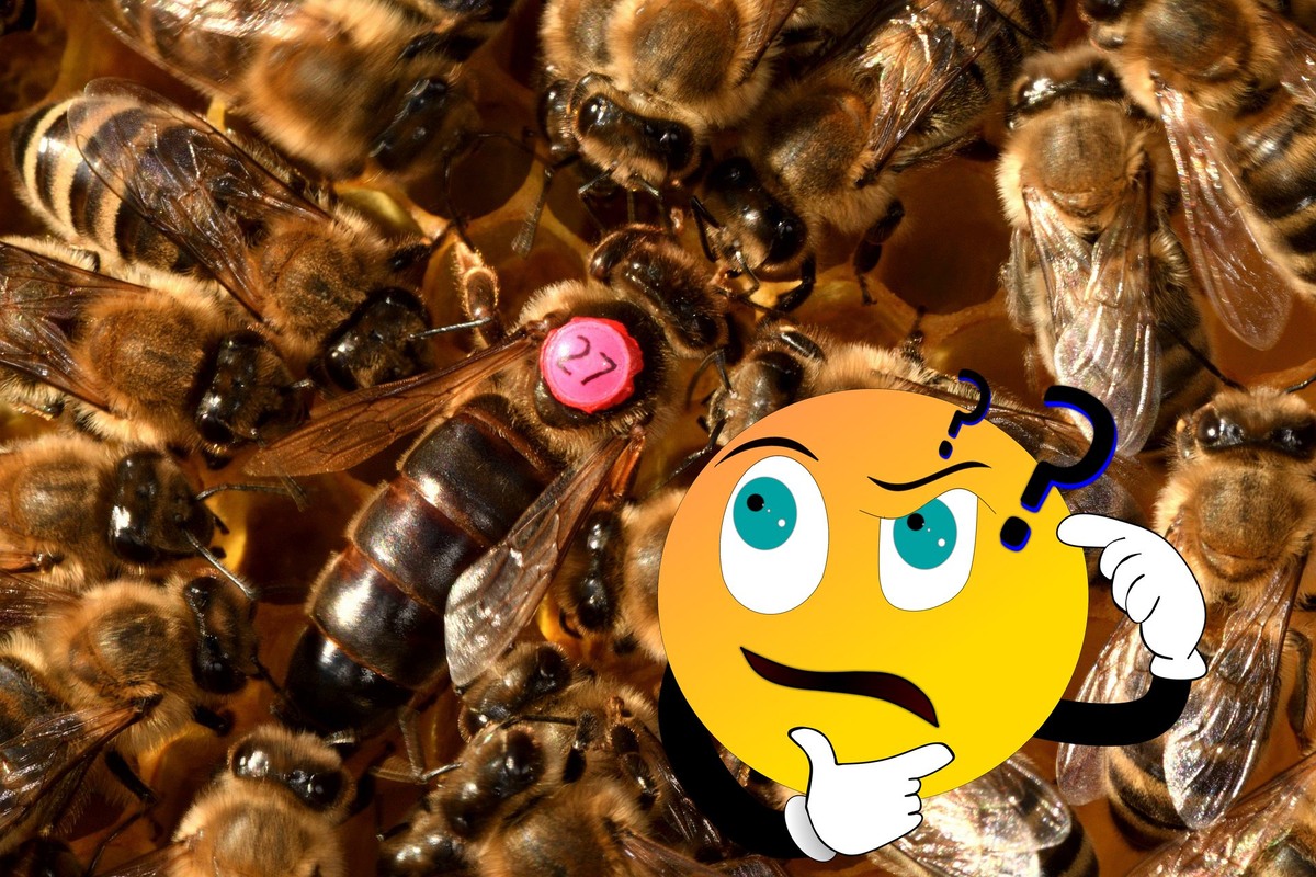 Пчелопакеты 2026