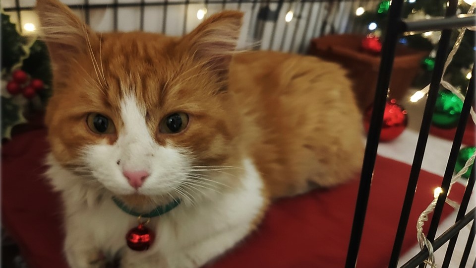 🌟 Кому мега ласковое мурчащее счастье в дом? 🏡🐈